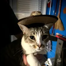Pancho, a tabby cat, wearing his cowboy hat